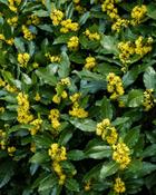 Laurus Nobilis Bay Laurel (150-160 cm) image