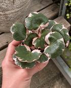 Saxifraga Urbium Variegata - London Pride (10-12 cm) image