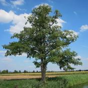 Alnus Glutinosa (Common Alder) - B/R (60-90 cm)