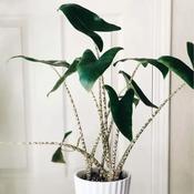 Alocasia Zebrina - Zebra Plant image