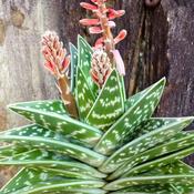 Aloe Variegata - Partridge-Breasted Aloe (4-6 cm) image