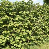 Corylus Avellana (Hazel) - B/R (60-80 cm)