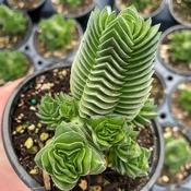 Crassula Buddha's Temple - Succulent (5-6 cm) image