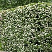 Crataegus Monogyna - B/R (60-80 cm) image