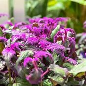 Gynura Purple Passion - Velvet Plant image