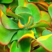 Kalanchoe Thyrsiflora - Flapjack Plant