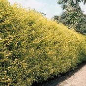 Ligustrum Ovalifolium Aureum (Golden Privet) - B/R (60-90 cm)