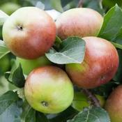 Native Apple Tree Malus Irish Molly B/R (110-120 cm) image