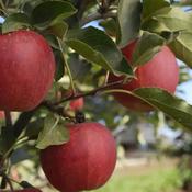 Native Apple Tree Brown Crofton B/R (110-120 cm) image