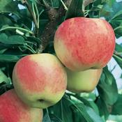 Malus Domestica Gala 2 Year Bush - B/R (150-160 cm) image