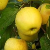 Malus Domestica Golden Delicious 2 Year Bush - B/R (150-160 cm) image