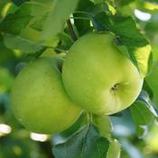 Malus Domestica Granny Smith 2 Year Bush - B/R (150-160 cm) image