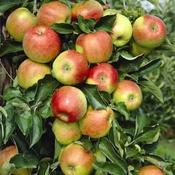 Malus Domestica Jonagold 2 Year Bush - B/R (150-160 cm) image
