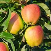 Malus Domestica Laxton's Superb 2 Year Bush - B/R (150-160 cm) image