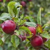 Malus Domestica Red Devil 2 Year Bush - B/R (150-160 cm) image