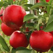 Malus Domestica Summerred 2 Year Bush B/R (120-150 cm) image