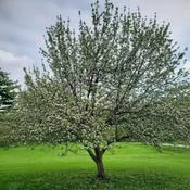 Malus Sylvestris (Crab Apple / Wild Apple) - B/R (50-60 cm) image