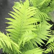 Matteuccia Struthiopteris image