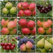 Mixed Fruit Tree Collection - 10X Bare Root 2 Year Old Fruiting Age Trees image