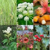 Native Irish Mix Plants - Biodiversity Collection