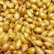 Onion Sets Senshyu Yellow - Seeds image