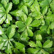 Pachysandra Terminalis Green Carpet - Groundcover (Pack Of 30) image
