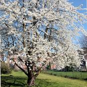 Prunus Avium Duo Cherry 2 Year Bush - B/R (150-160 cm) image