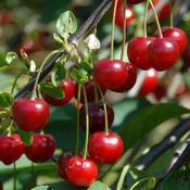 Prunus Cerasus Morel 2 Year Bush - B/R (120-140 cm) image