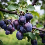 Prunus Domestica Damson 2 Year Bush - B/R (150-160 cm) image