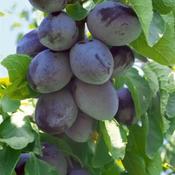 Prunus Domestica Opal 2 Year Bush - B/R (150-160 cm) image