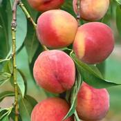 Prunus Persica Amsden 2 Year Bush - B/R (150-160 cm)