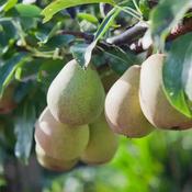 Pyrus Communis Beth 2 Year Bush - B/R (150-160 cm) image