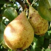 Pyrus Communis Beurré Hardy 2 Year Bush - B/R (150-160 cm) image
