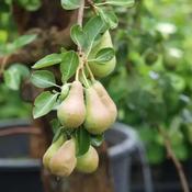 Pyrus Communis Conference 2 Year Bush - B/R (150-160 cm) image