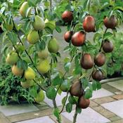 Pyrus Communis Duo Pear 2 Year Bush - B/R (150-160 cm) image