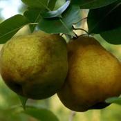 Pyrus Communis Williams Bon Chrétien 2 Year Bush - B/R (150-160 cm) image