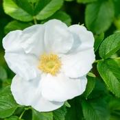Rose - Rugosa Alba - B/R (Shrub)