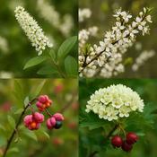 Natural Hedgerow Mix (30 Plants) - B/R (40-70 cm)
