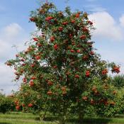 Sorbus Aucuparia (Rowan / Mountain Ash) - B/R (60-90 cm) image