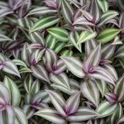 Tradescantia 'Nanouk' – Wandering Jew image