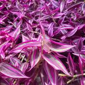 Tradescantia Pink Paradise - Wandering Jew image