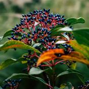 Viburnum Davidii image