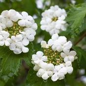 Viburnum Opulus (Guelder Rose) - B/R (40-60 cm)