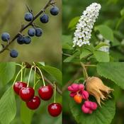 Wildlife Fruiting Hedge Mix (60 Plants) - B/R (40-70 cm)