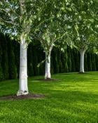 Betula Jacquemontii x3 image
