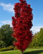 Sorbus Autumn Spire (100-110 cm)