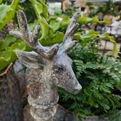 Deer Head Gold