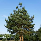 Pinus Sylvestris (Scots Pine) - B/R (40-50 cm) image
