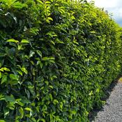 Prunus Lusitanica Angustifolia - Portuguese Laurel (Rootballed) (100-120 cm) image