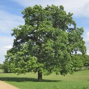 Quercus Petraea (Sessile Oak) - B/R (60-90 cm) image